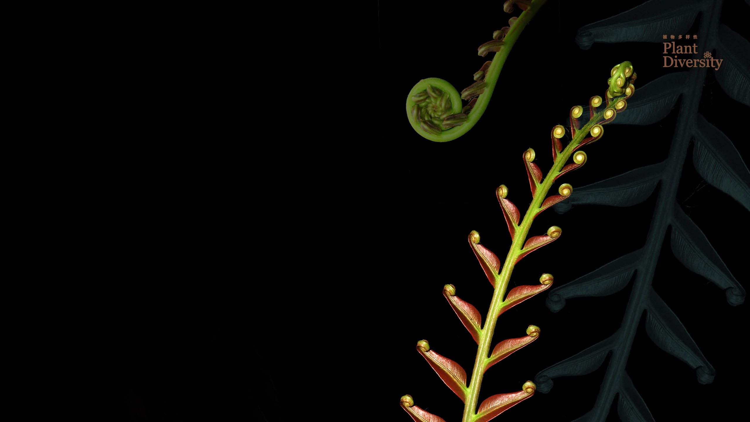 Wallpaper 2 for computer screens 2022_02_2560 X 1440